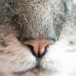Silver Arranhador Gato